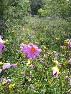 Image of Dahlia sorensenii H. V. Hansen & J. P. Hjerting