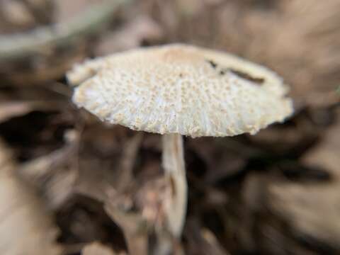 Lepiota spheniscispora Vellinga 2001 resmi