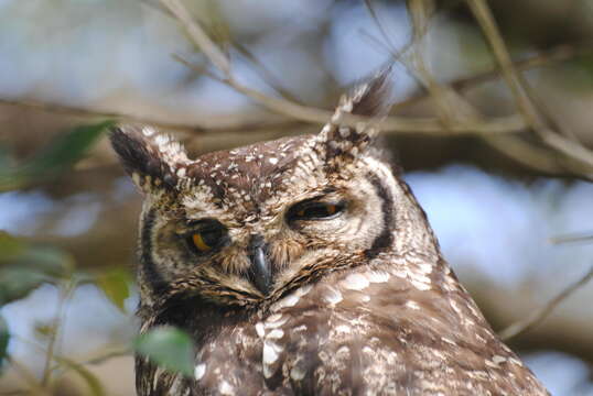 Image of Spotted Eagle-Owl