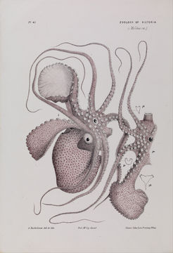Image of <i>Argonauta nodosa</i>