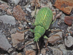 Image of Phyllobius (Subphyllobius) virideaeris (Laicharting 1781)