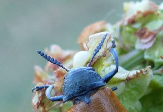 Imagem de <i>Labidostomis taxicornis</i>