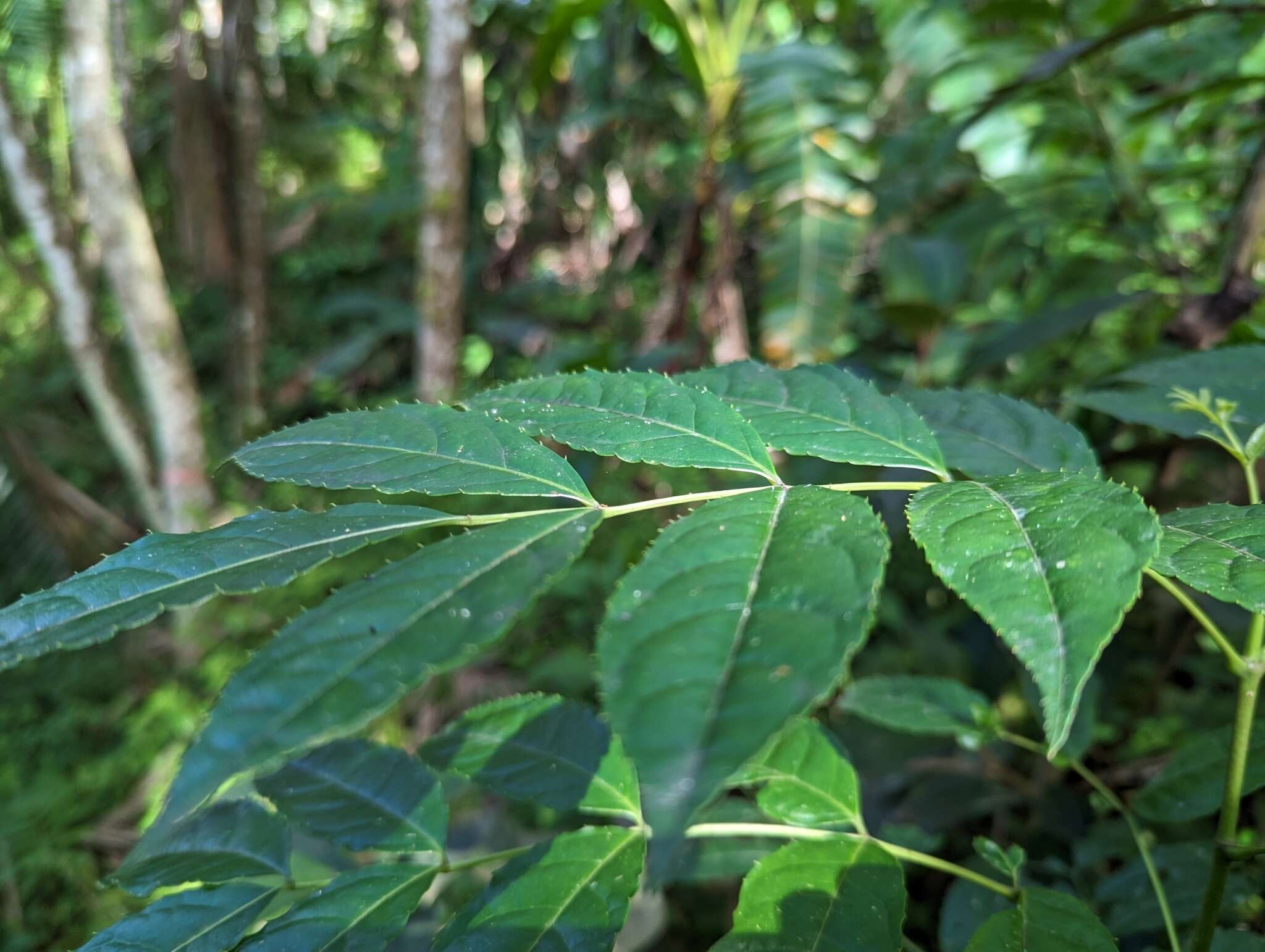 Image de Staphylea occidentalis subsp. occidentalis