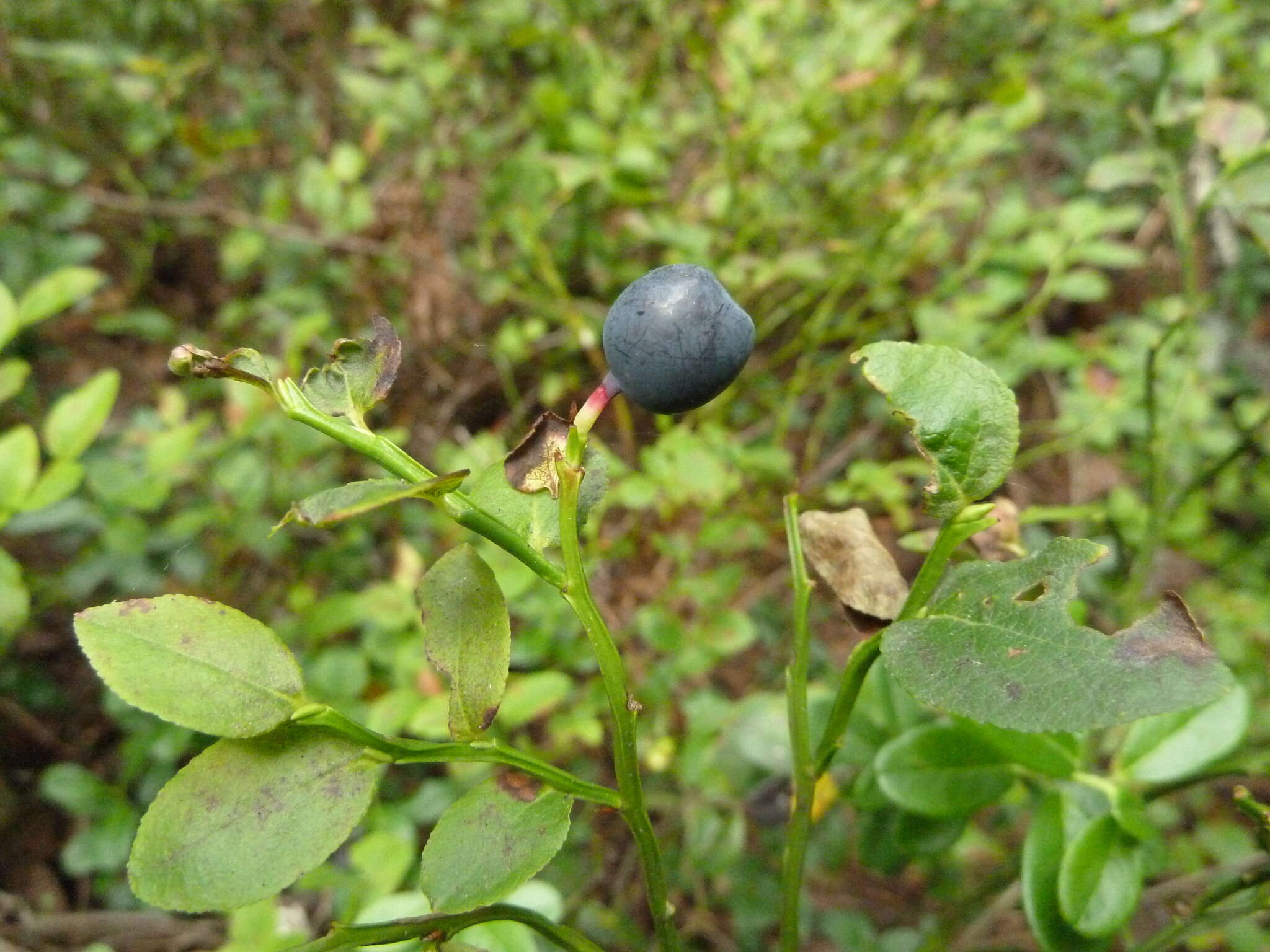 Vaccinium myrtillus subsp. myrtillus resmi