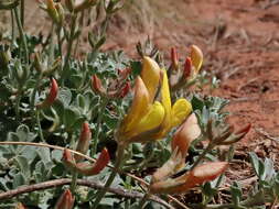 Image of <i>Acmispon mearnsii</i>