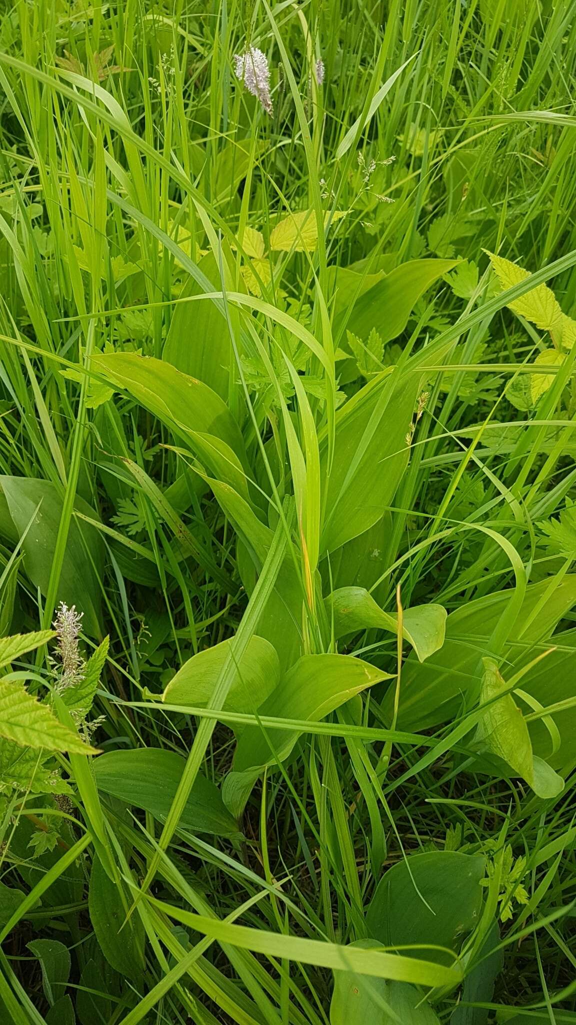 Image of Convallaria keiskei Miq.