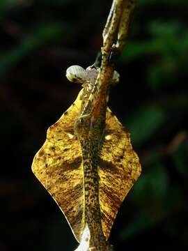 Image of Malaysian dead leaf mantis