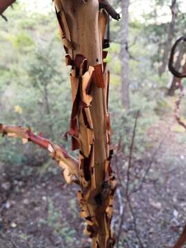 Image of Arbutus bicolor S. González, M. González & P. D. Sørensen