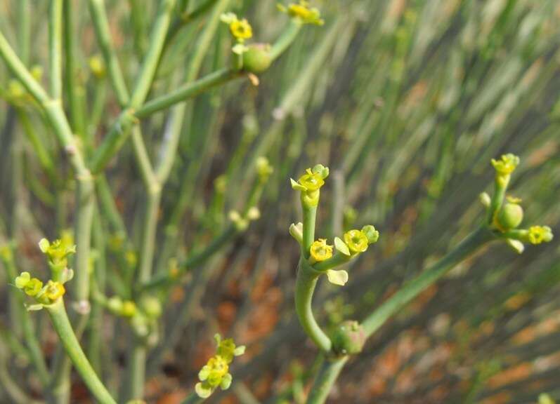 Image of Euphorbia ephedroides E. Mey. ex Boiss.