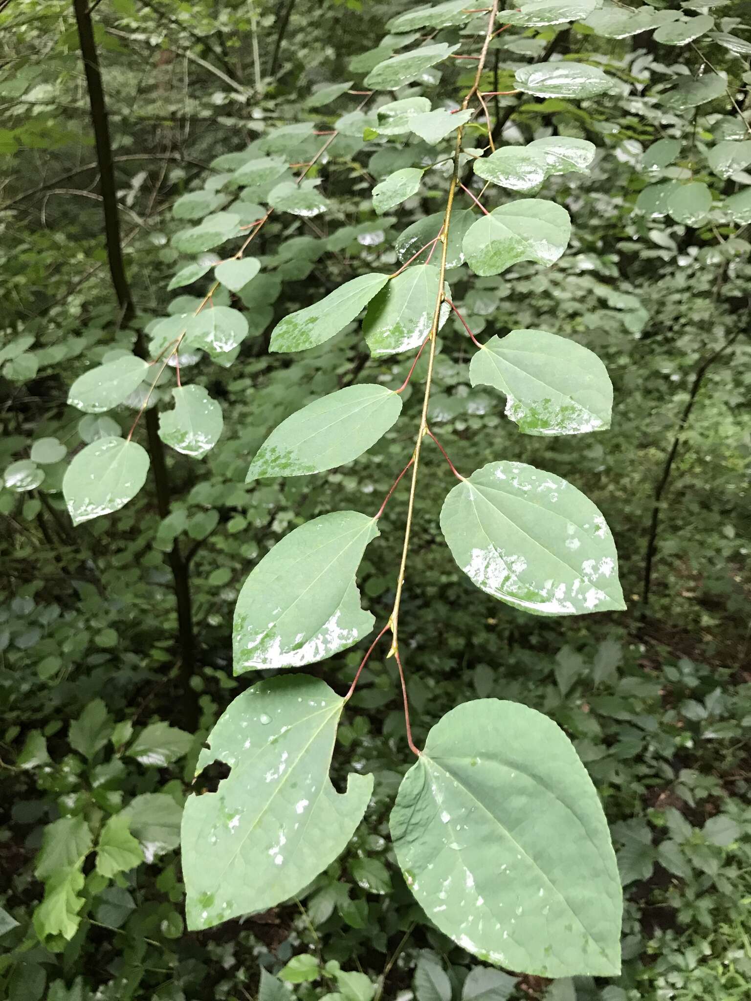 Image of katsura tree family