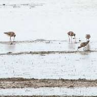 Image of Eastern Curlew