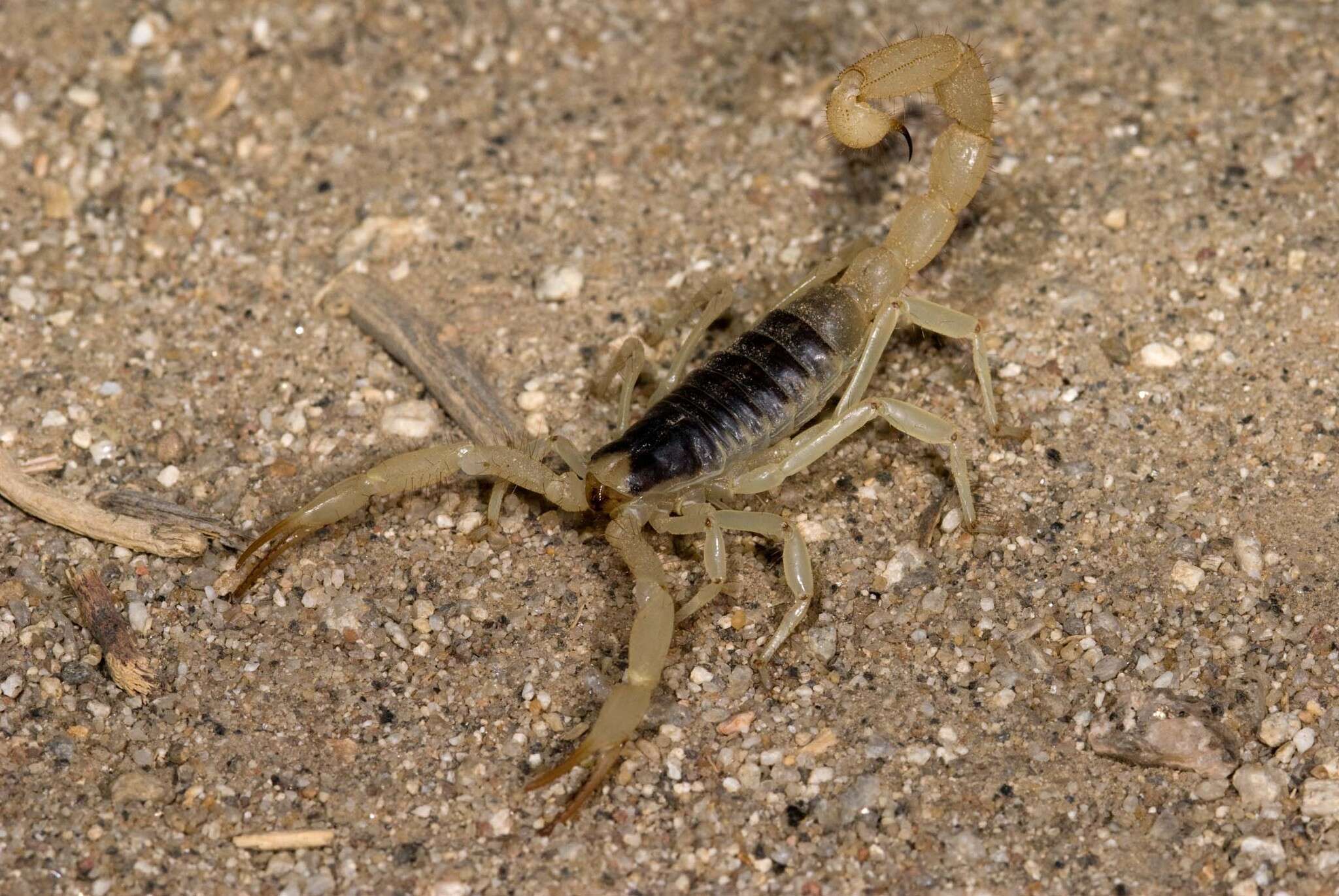 Image of Hadrurus anzaborrego Soleglad, Fet & Lowe 2011