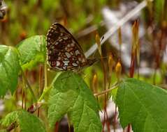 Image of Boloria selene atrocostalis Huard