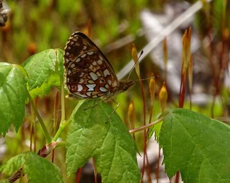 Слика од Boloria selene atrocostalis Huard