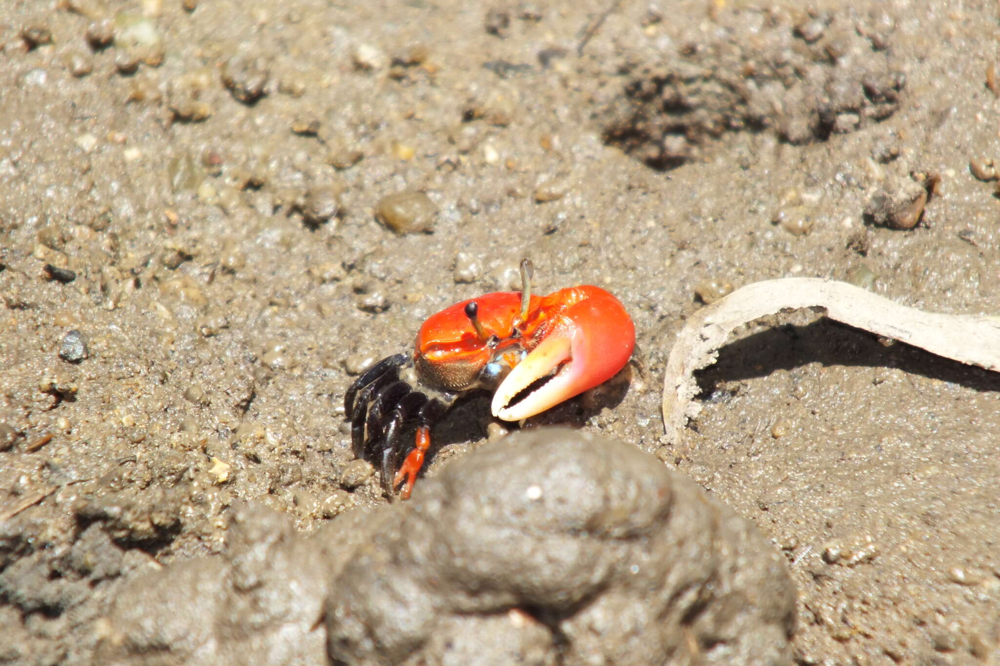 Image of Paraleptuca crassipes (White 1847)