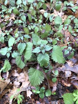 Image of heartleaf nettle