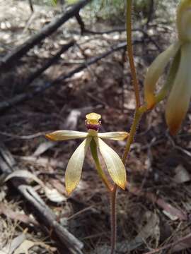 Image of Caladenia testacea R. Br.