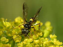 Image of Gorytes atricornis Packard 1867