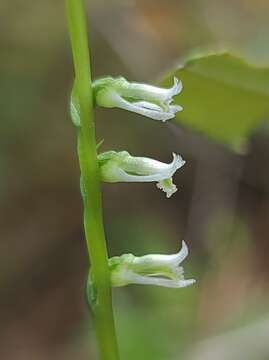 Слика од Spiranthes eatonii Ames ex P. M. Br.