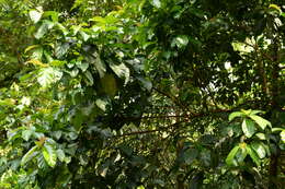 Image of Ficus fistulosa Reinw. ex Bl.