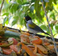 Image of Golden-winged Sparrow