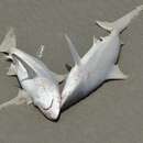 Image of Australian Blacktip Shark