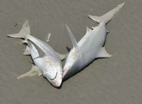 Image of Australian Blacktip Shark