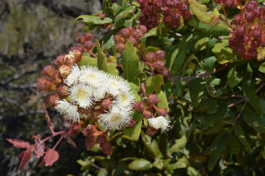 Image de Angophora hispida (Sm.) D. F. Blaxell