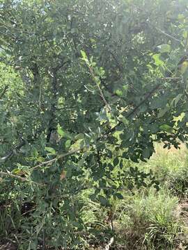 Imagem de Commiphora tenuipetiolata Engl.