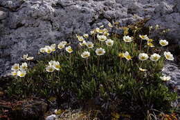 Imagem de Dryas octopetala subsp. alaskensis (A. Pors.) Hult.