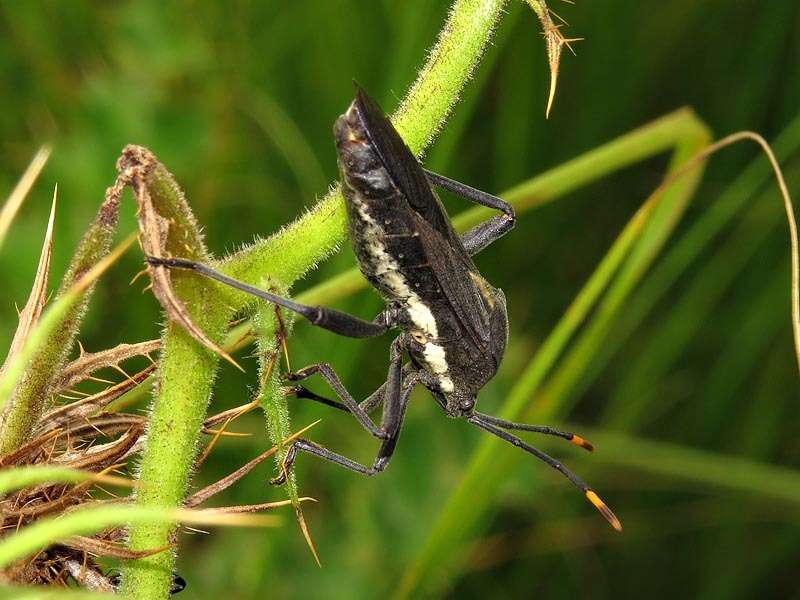 Image de Anoplocnemis dallasiana Lethierry & Severin 1894