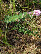 Sivun Lespedeza violacea (L.) Pers. kuva