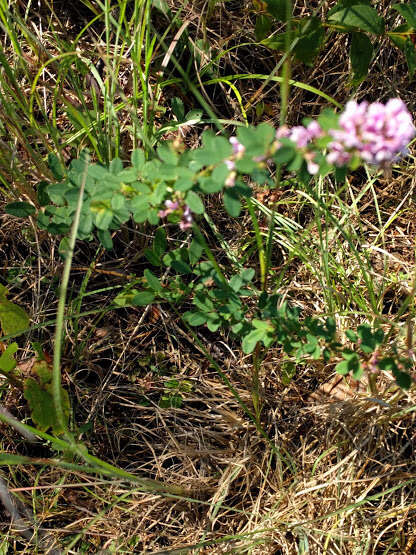 Image of violet lespedeza