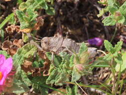 Image de Euryparyphes terrulentus (Serville 1838)