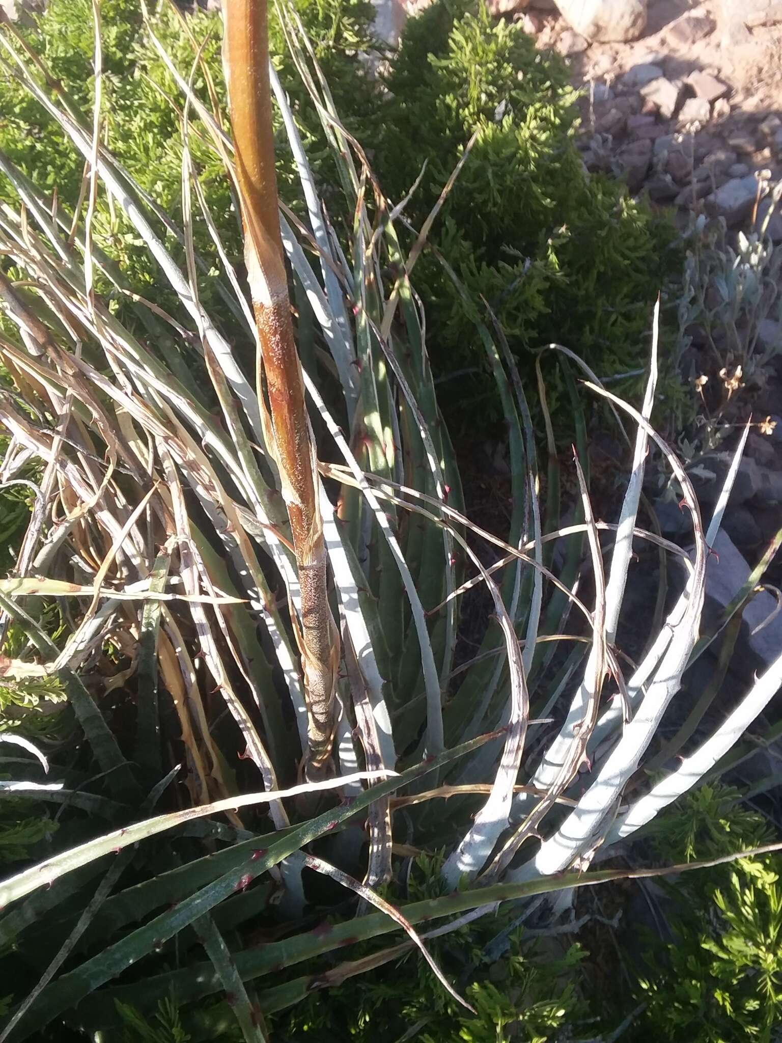 Image of Texas false agave