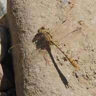 Image of Faded Pincertail