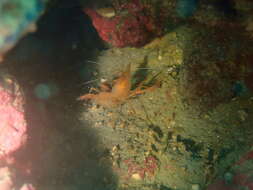 Image of golden coral shrimp