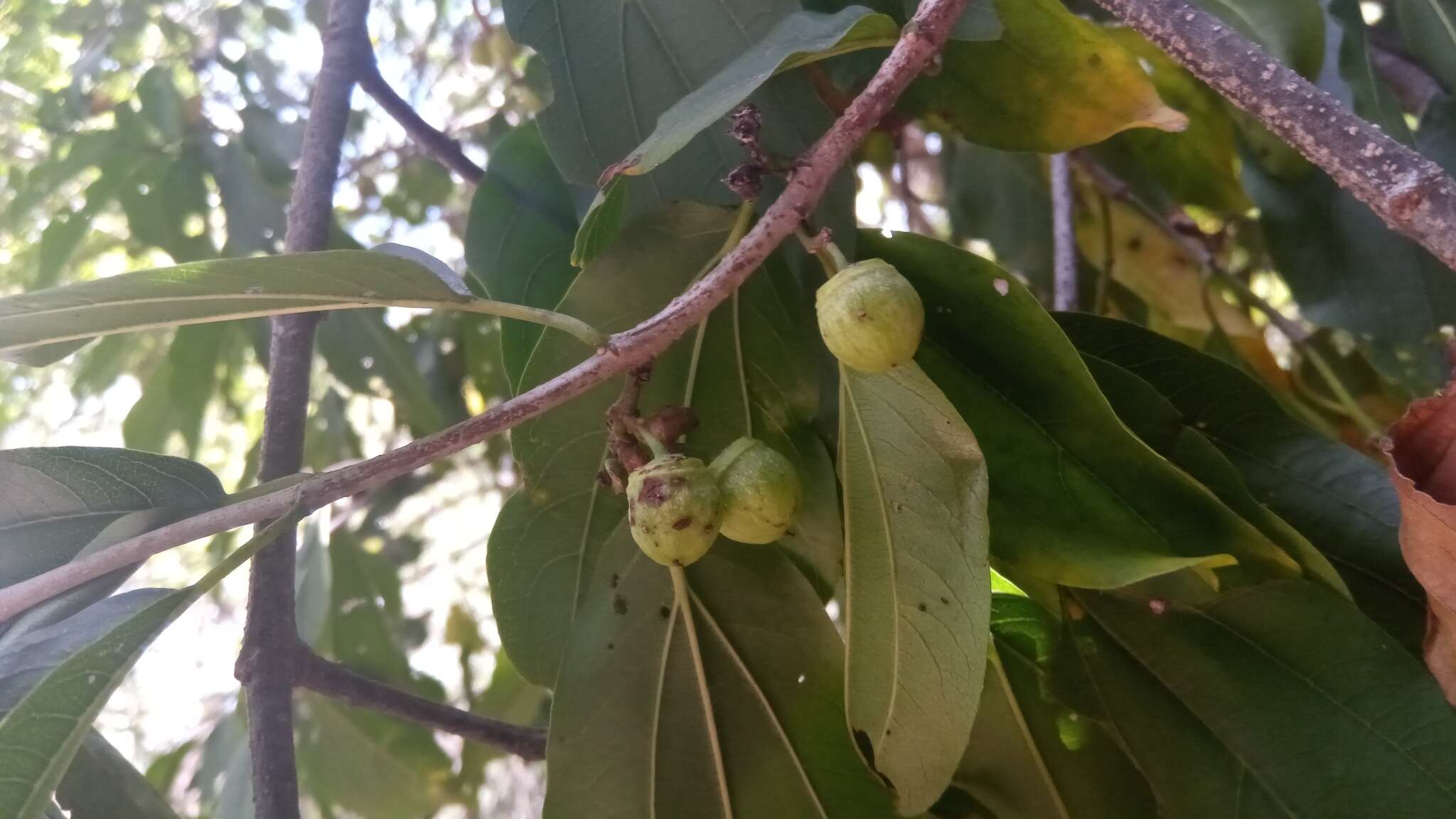 Colubrina decipiens (Baill.) Capuron resmi