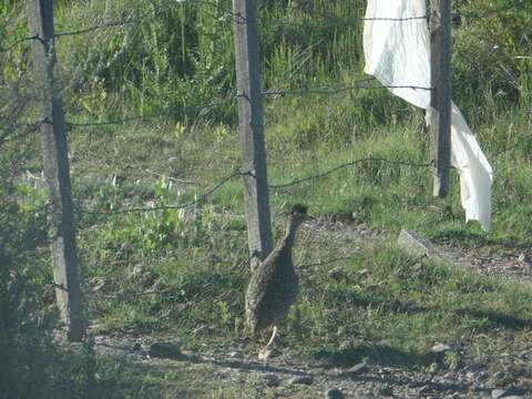 Image of Brushland Tinamou