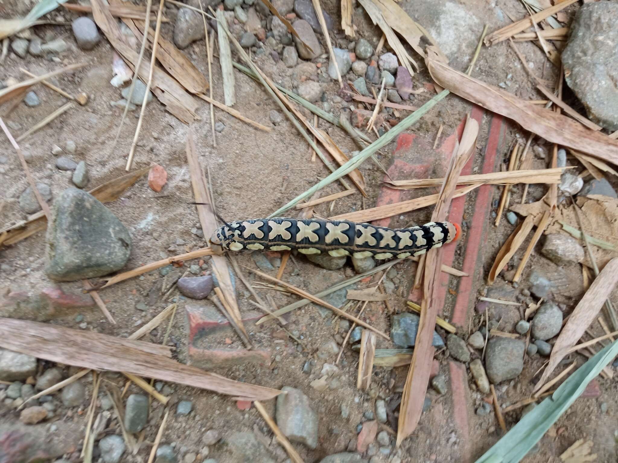 Слика од Isognathus leachii (Swainson 1823)