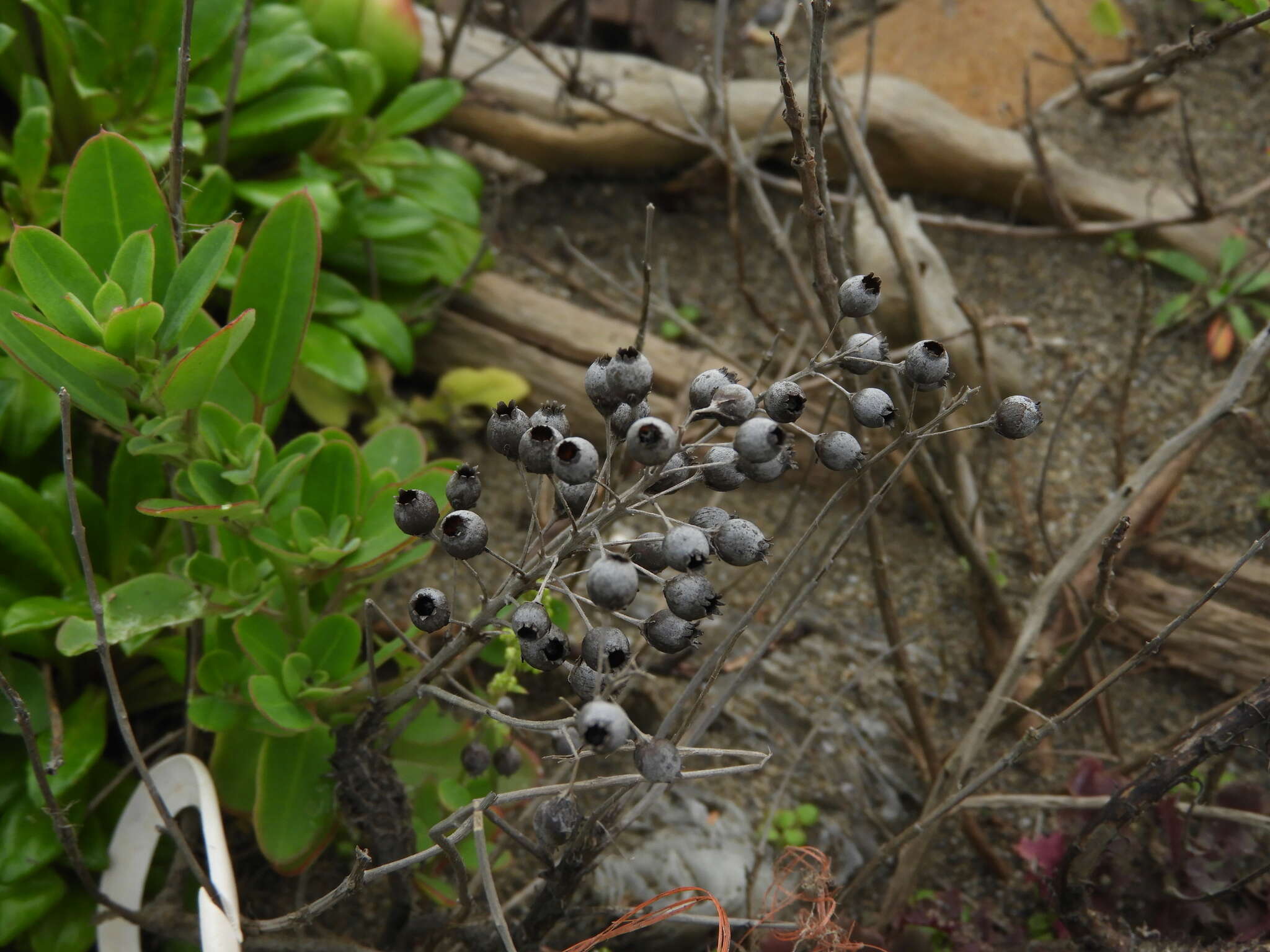 Lysimachia mauritiana Lam. resmi