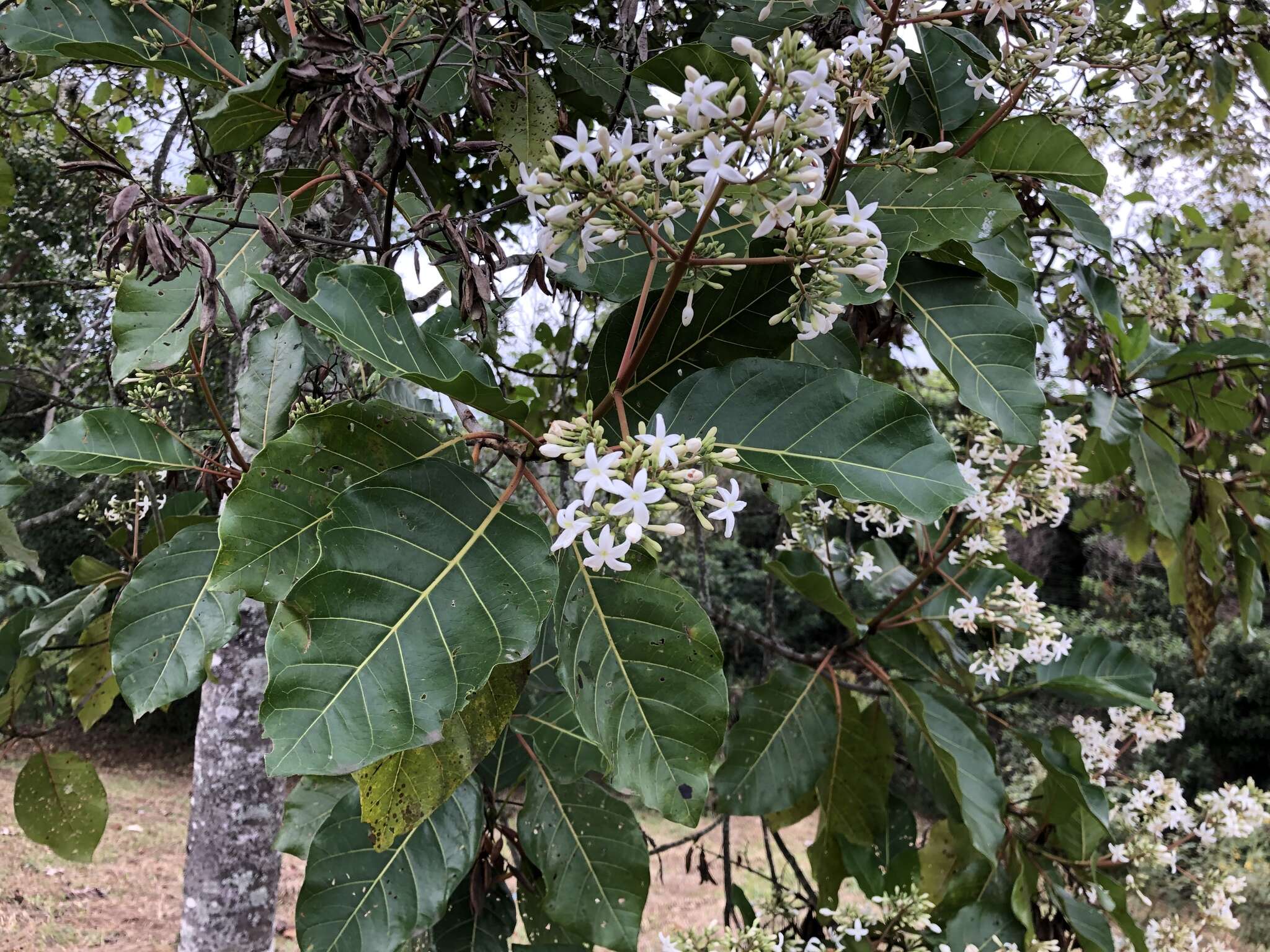 Image of Ladenbergia oblongifolia (Humb. ex Mutis) L. Andersson