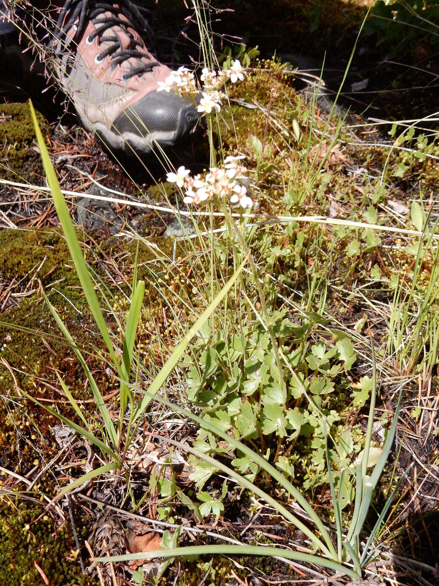 Imagem de Suksdorfia ranunculifolia (Hook.) Engl.