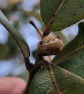 Image of live oak kermes