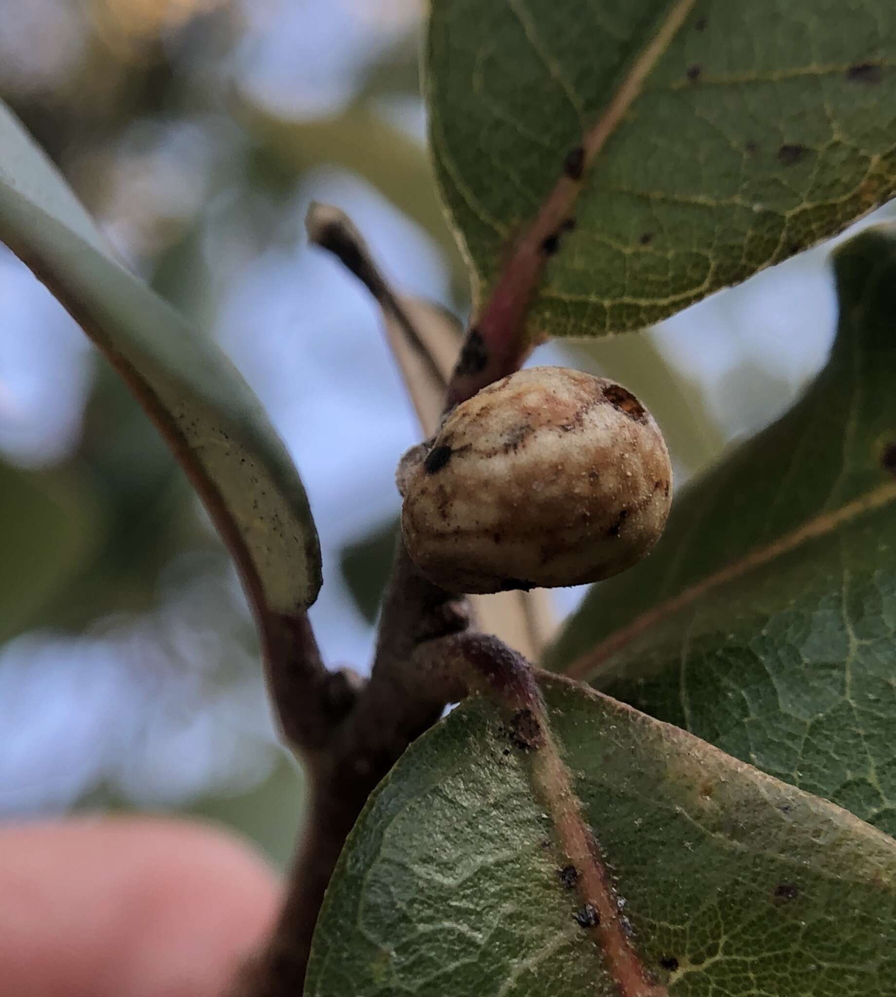 Image of live oak kermes