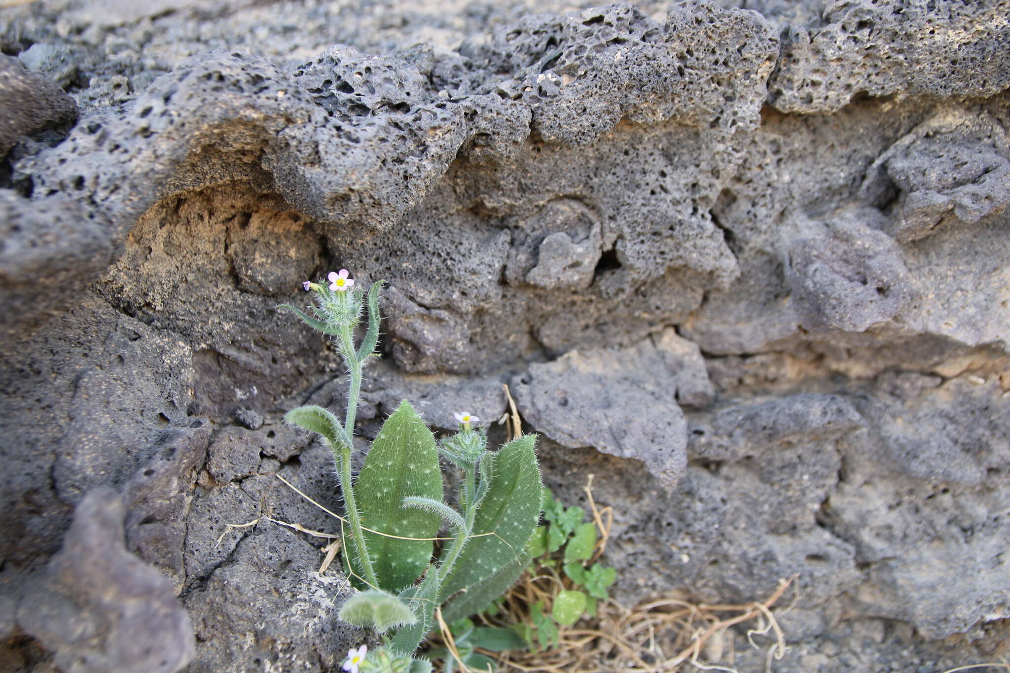 Anchusa milleri Spreng.的圖片