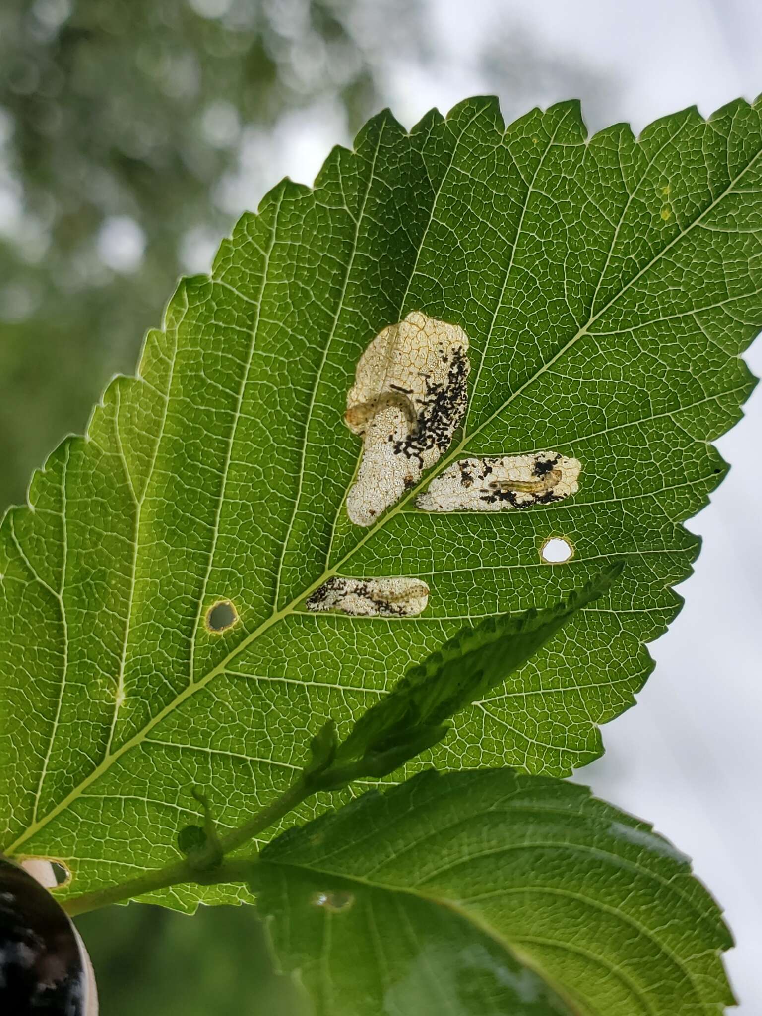 Image of Elm leafminer