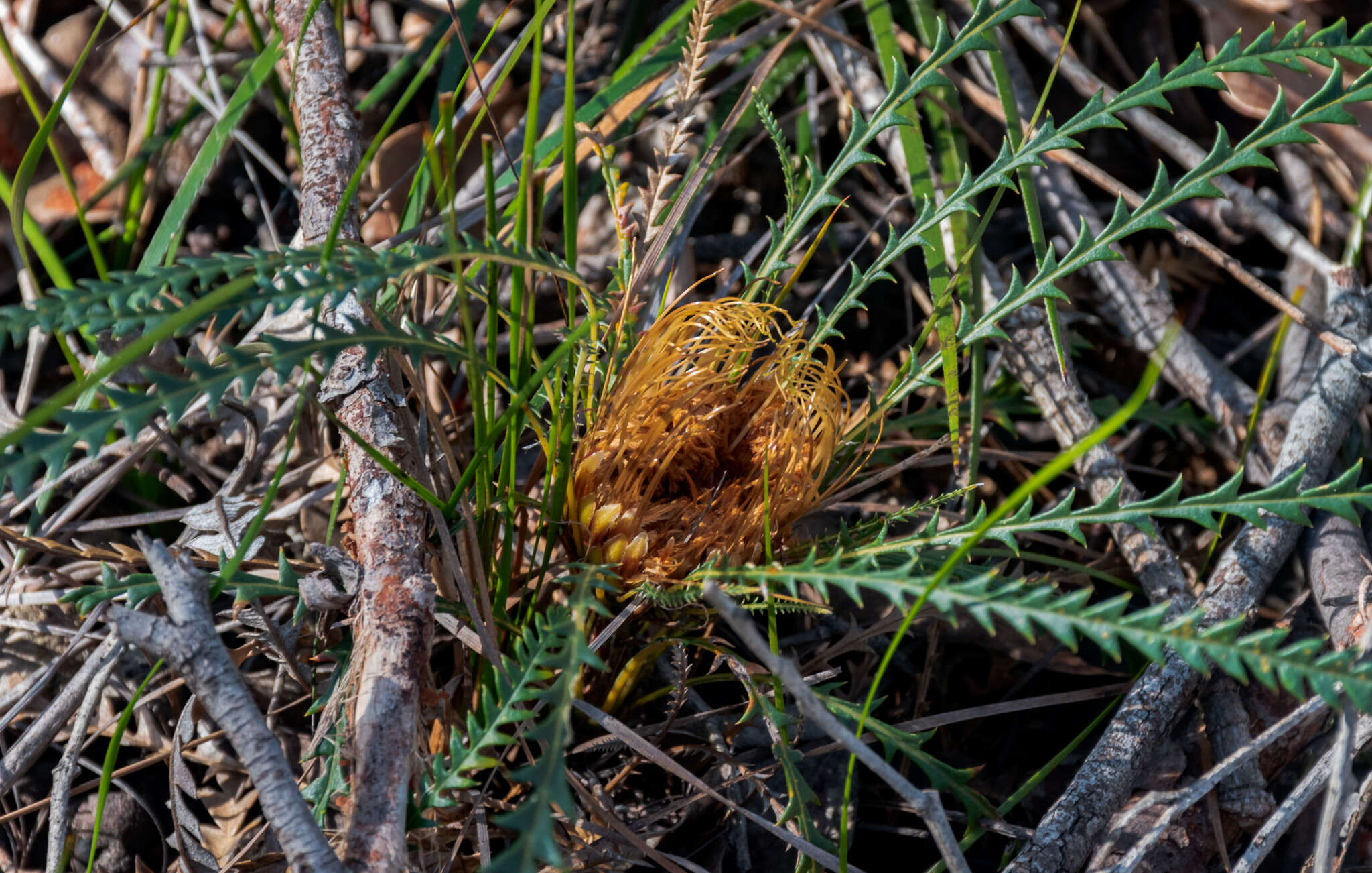 Image of Banksia dallanneyi A. R. Mast & K. R. Thiele