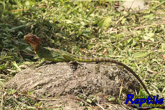 Image of Western basilisk