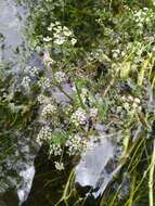 Image of River Water-dropwort